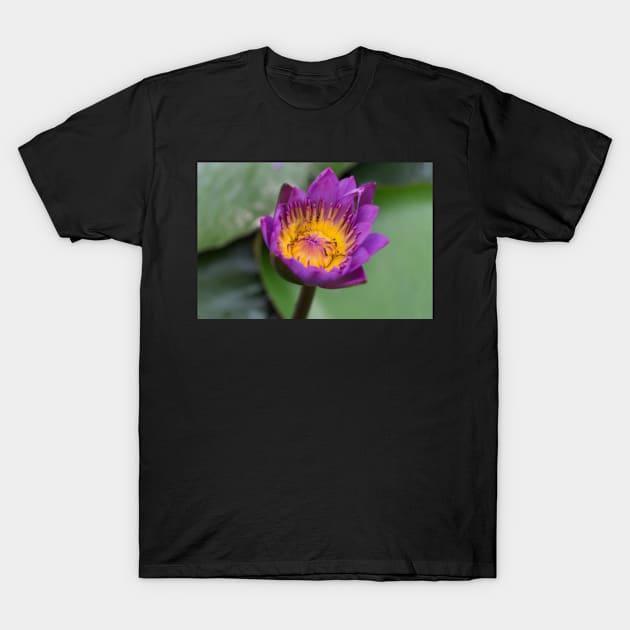 LOTUS T-Shirt by likbatonboot